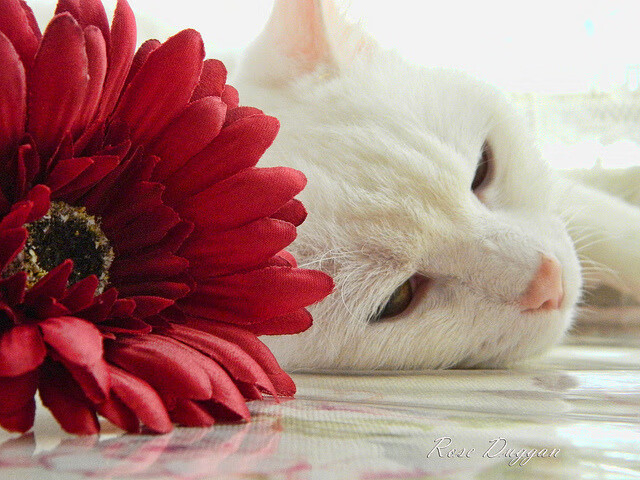 当2025锁防大师布伦森,穿越回2017拯救勇士王朝