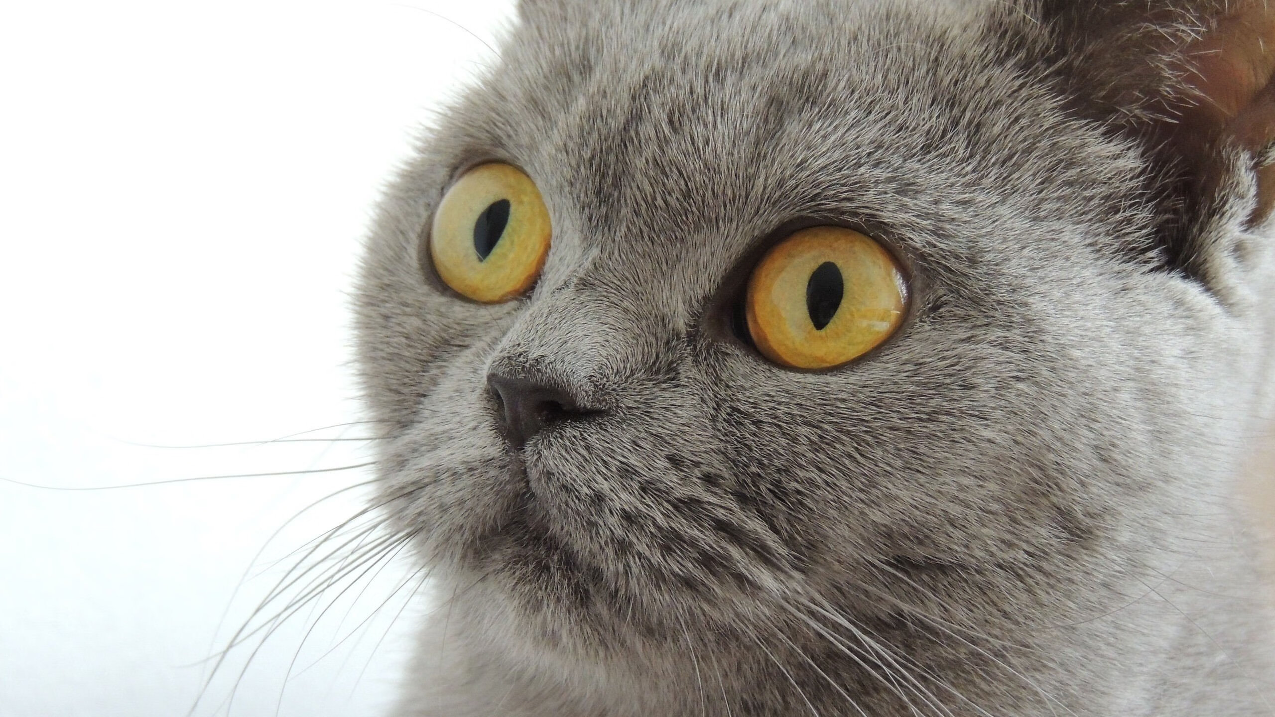 篮球炼金术,当辽宁钢铁洪流浇灭休斯顿火箭—布伦森的关键战不手软哲学