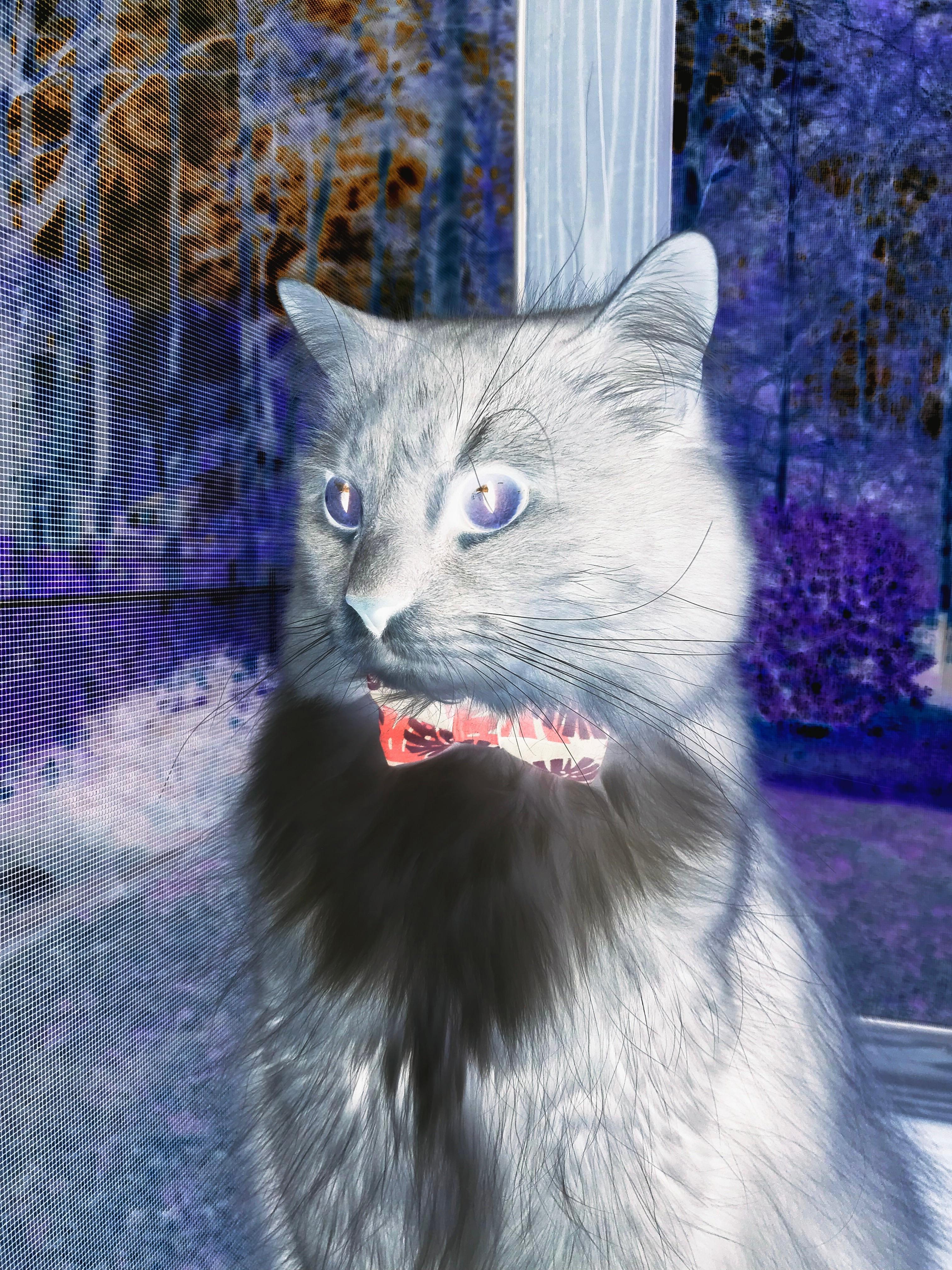 雷火电竞官网-努涅斯，从中国联赛弃将到安哥拉救世主