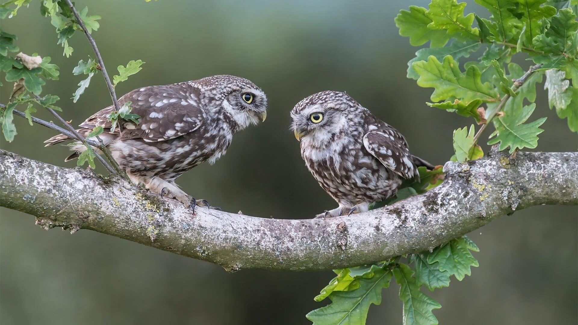 西甲国家德比之夜,罗德里戈的中轴觉醒,攻防转换的新核心