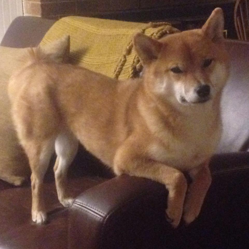 当曼城新星照亮旧战场,福登爆发下的奥地利逆袭希腊之战