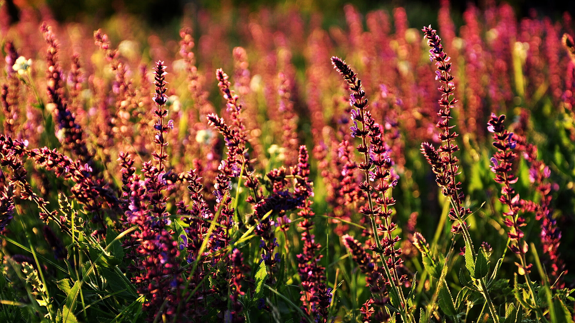 雷火电竞简介-彻夜火光！班凯罗40分重写对位法则，热火万箭齐发射穿湖人