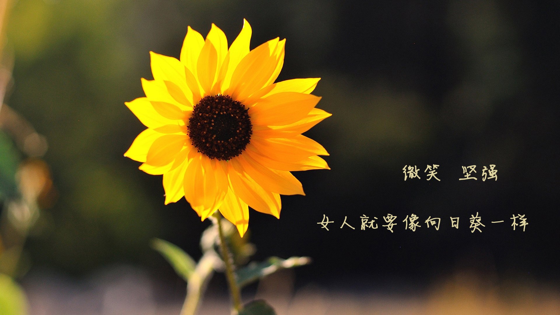 关键先生!英格拉姆连续得分守护奥运门票