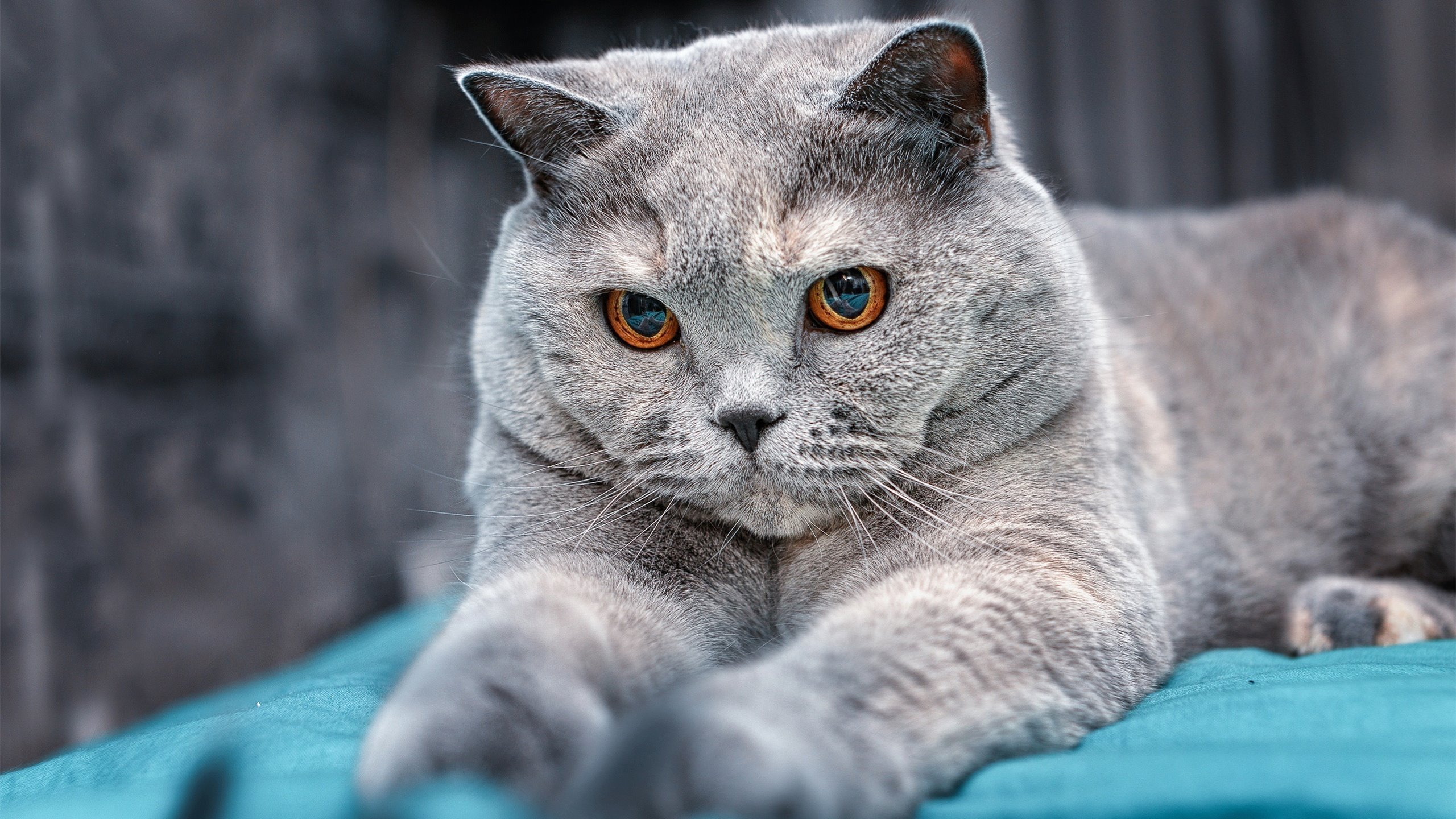 雷火电竞下载-东契奇的三次呼吸，他如何在窒息时刻，为比赛画下休止符