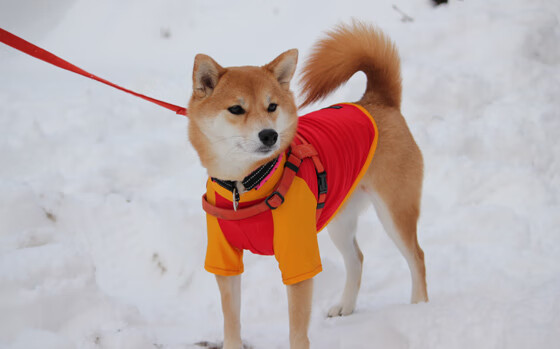 撕裂时空，当字母哥空降CBA赛场，魔术对阵吉林引发观赛狂潮