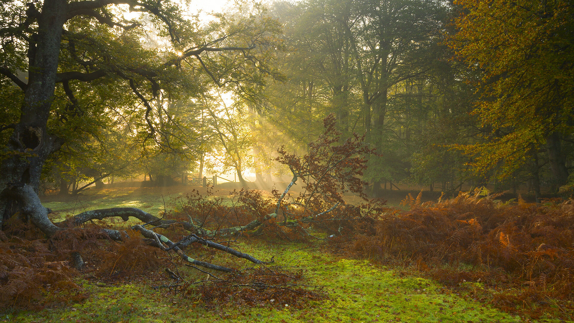 雷火电竞主播-铁血防守点燃反击烈焰，小贾伦锁死内线，国王末节一波流终结北京队