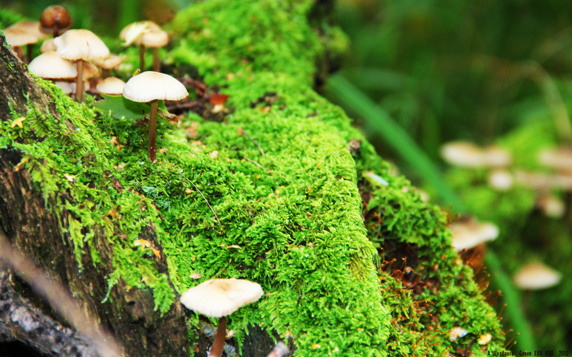 雷火电竞app-独步夜海，迪亚斯在F1年度争冠夜以大师级节奏加冕