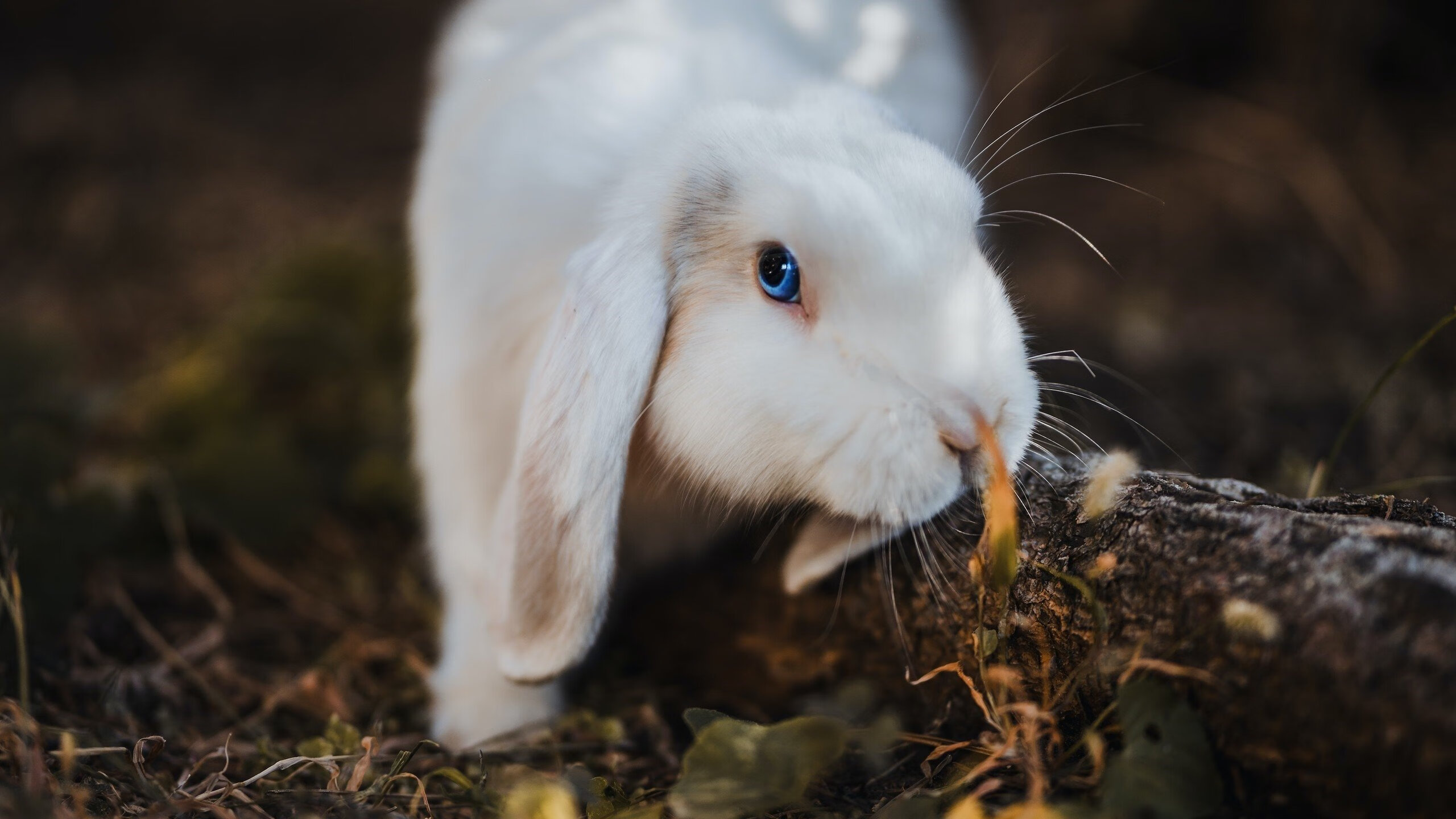 雷火电竞充值-友谊赛奇缘，当阿尔及利亚邂逅里昂，孙兴慜在错误的战场上完成自我救赎