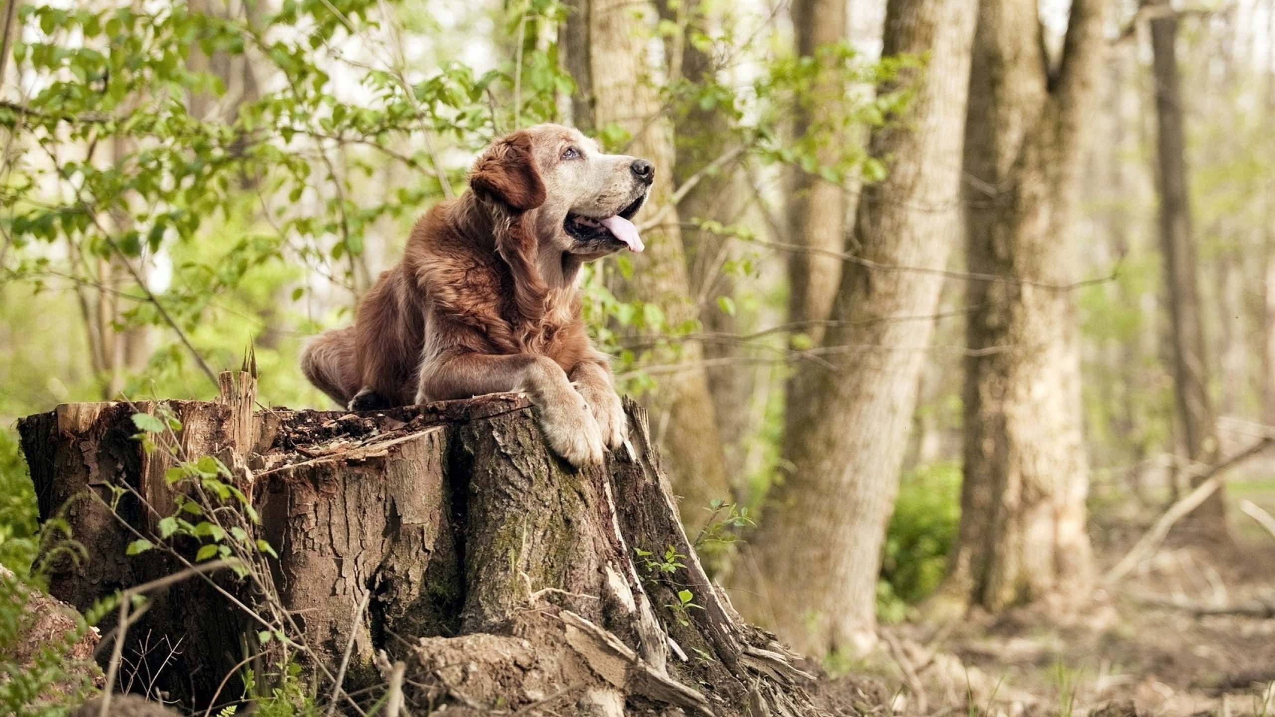 雷火电竞网址-卡瓦哈尔爆发引领乌克兰战术压制卡塔尔，绿茵场上的战术革命