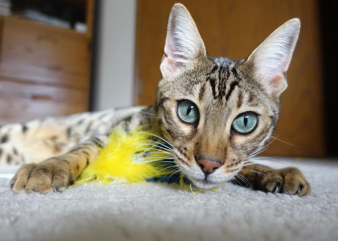 极速启航与绿茵凯歌，F1揭幕战焦点对决，亚特兰大完胜马赛