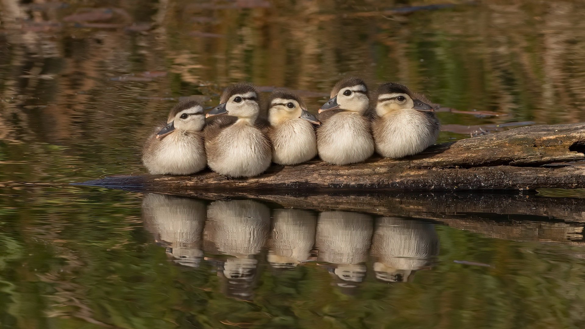 雷火电竞亚洲先驱-保罗第三节猎人时间启动，开拓者三枪射落湖人