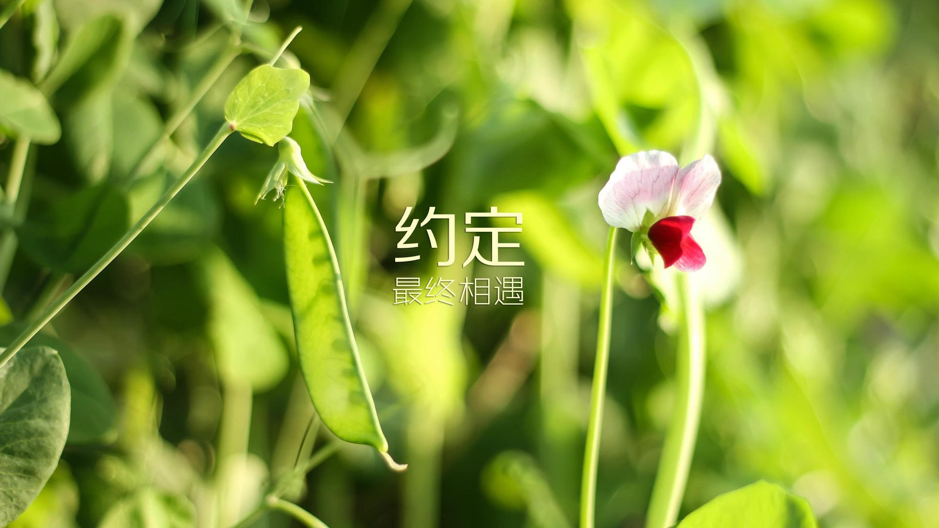 雷火电竞简介-宿命的碾压，2026世界杯F组，美国足球的成人礼与瑞士不败神话的终结